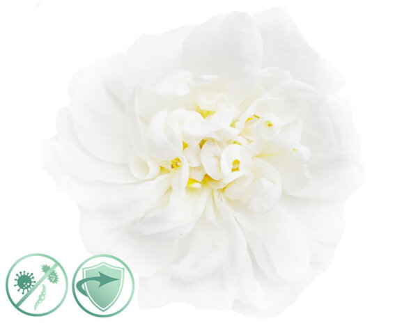 White flower dezinfekcny aroma olej